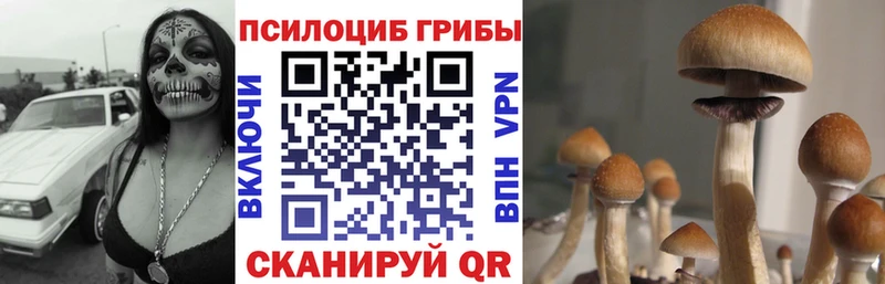 Галлюциногенные грибы Magic Shrooms  Купить закладки  Болохово 
